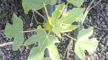 bio fertilizer management for proper increase in papaya