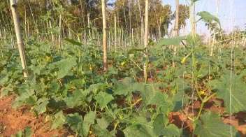 Proper nutrient management for more flowering in cucumber crop