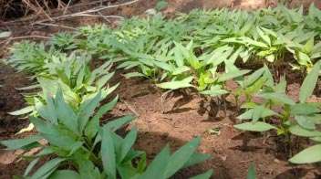Adequate nutrient management for good growth of capsicum