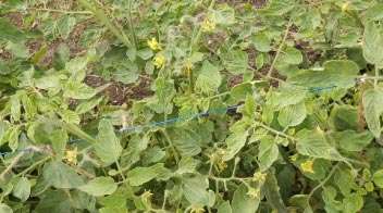 Infection of sucking insects in tomato crops