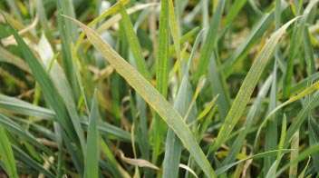 Control of rust disease in wheat crop