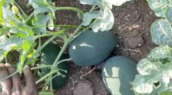 Healthy and attractive melon crop