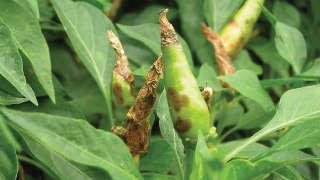 Control of Anthracnose in Chilli
