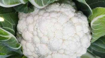 Attractive cauliflower crop