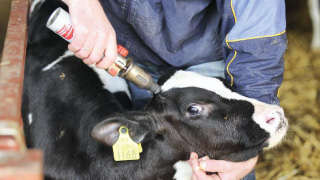 Dehorning of Calves at Right Time and Their Benefit