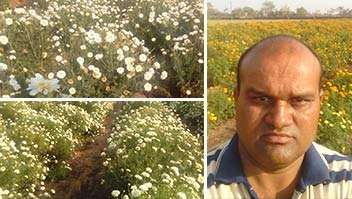 The farmer who yields back to back Marigold, Daisy and Gaillardia flowers, all from a small piece of land