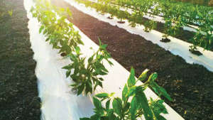 आकर्षक और स्वस्थ वृद्धि वाला मिर्च का खेत