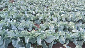 Spray micronutrient for good quality of cauliflower