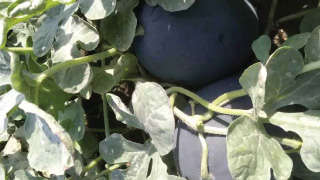 Appropriate nutrient management for better watermelon yield