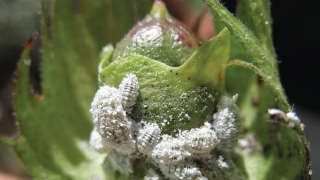 Integrated Management of cotton mealybug