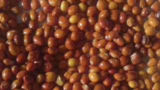 Seed Treatment Benefits in Pigeon Pea