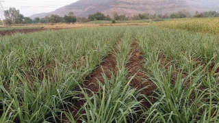 Recommended dose of fertiliser for maximum Sugarcane yield