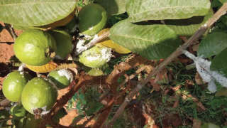 Guava infestation due to Sucking Pest attack