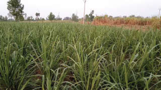 Healthy and maximum yield of Sugarcane due to Farmer's proper nutrient management