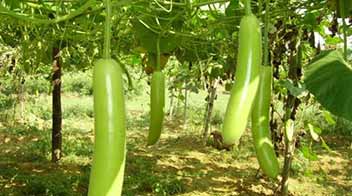 Use pandol system for the cultivation of Cucurbit family vegetable crops