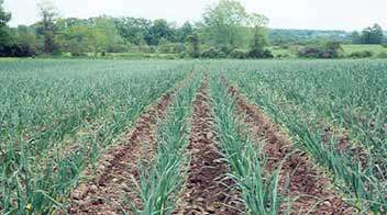 Management of Garlic plantation