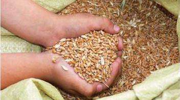 Integrated pests and diseases control in seed storage