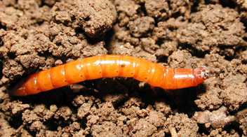 क्या आपने इस तरह के सुंडी को अपने खेत की मिट्टी में देखा है?