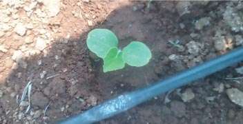 Apply Carbofuran 3 % G after germination of Okra