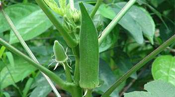 Krishi Gyaan - Important Points Required For The Export Of Okra - Agrostar