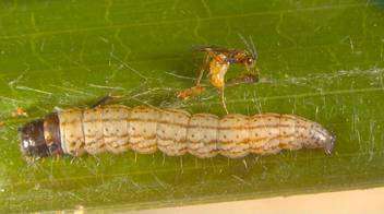 नारियल ब्लैक हेड कैटरपिलर के परजीवी को देखें और सहेजें