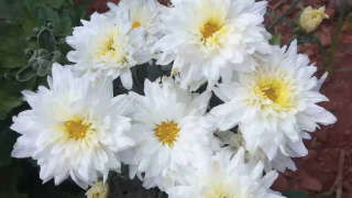 Good management of fertilizer for healthy growth of chrysanthemum