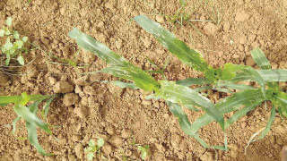 Armyworm Infestation in Maize Crop