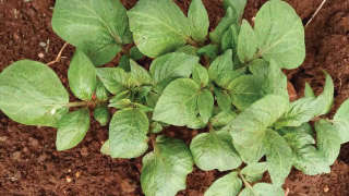 Appropriate growth of Potato Crop