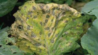 Fungal Infection in Cabbage Crop