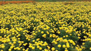 Adequate growth of Marigold Flower