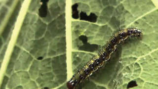 Outbreak of Leaf-Eating Caterpillar in Cauliflower