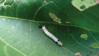 Outbreak of Leaf-Eating Caterpillar in Castor Crop