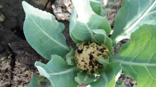 Fungal Infection in Cauliflower Crop