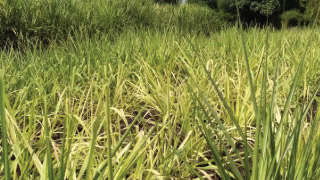 Nutrient Deficiency in Sugarcane Crop