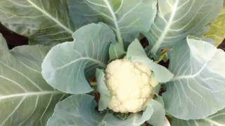 Appropriate Nutrient Management for Good Quality of Cauliflower
