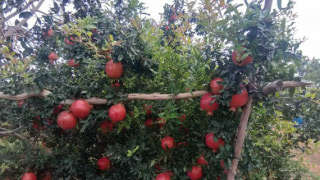 Nutrient Management for Maximum Yield of Pomegranate