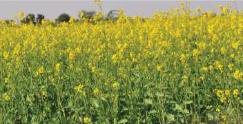 Selection and Preparation of Farm for Mustard
