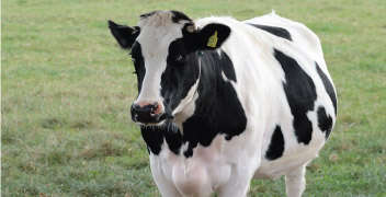 एंथ्रेक्स रोग का उपचार और नियंत्रण