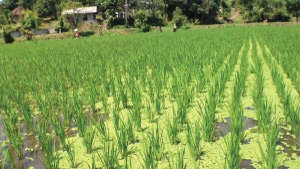 Importance of Azolla in Paddy Cultivation