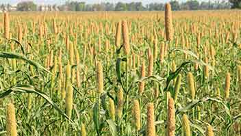 Seed treatment for prevention of ergot disease in Bajra