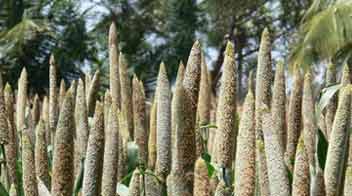 Important nutrients for a healthy growth in Kharif Bajra