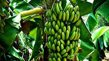 Nutrient management for healthy development of Banana fruit bunch