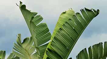 Prevent tearing of Banana leaves