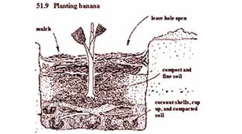 Grow healthy banana crop with this special mixture