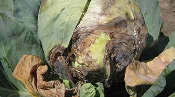 Control black rot in Cabbage and Cauliflower
