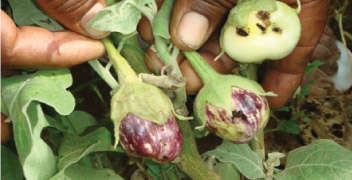 Effective insecticides for brinjal shoot & fruit borer.