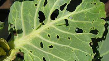 Control of DBM in Cabbage and Cauliflower