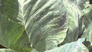 Cabbage aphid control
