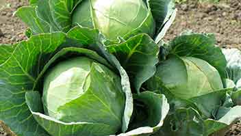 Pest management in cabbage and cauliflower