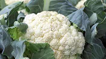 Simple method to improve the quality of Cauliflower curd